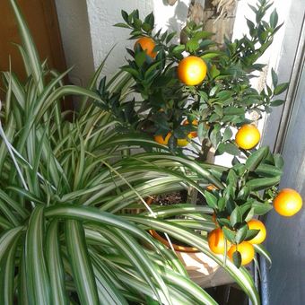 Ihr Blumen-Fachgeschäft aus der Region - La Provence aus Aachen